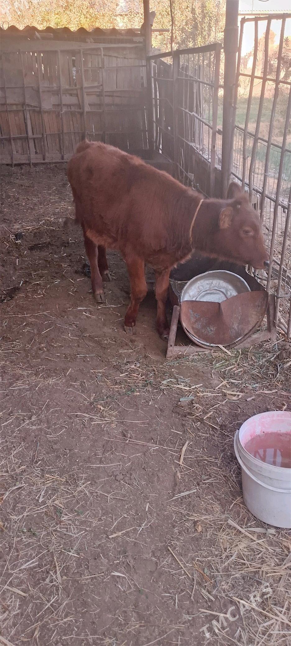 Gulajyn gole - Mary - img 4