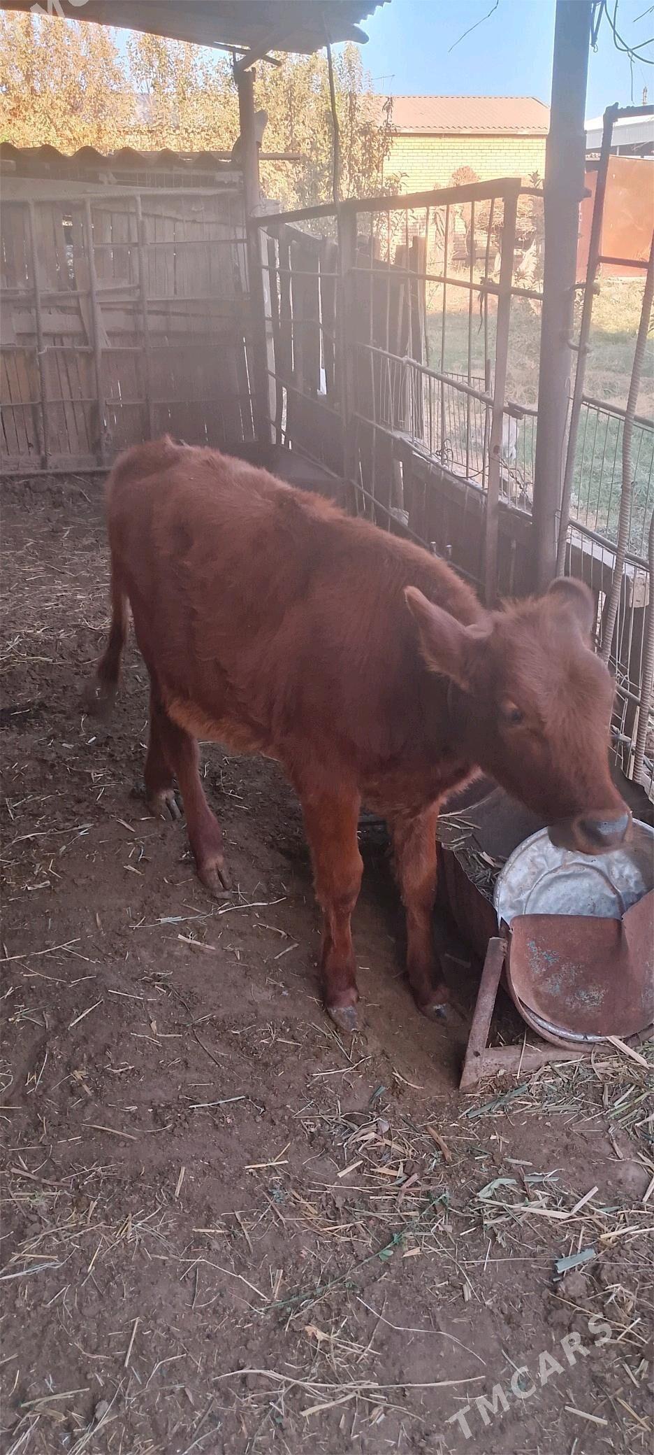 Gulajyn gole - Mary - img 3