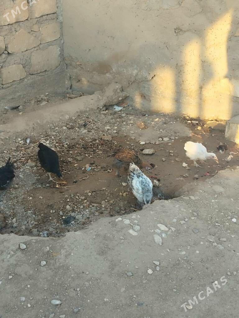 jüyjeler - Gumdag - img 1