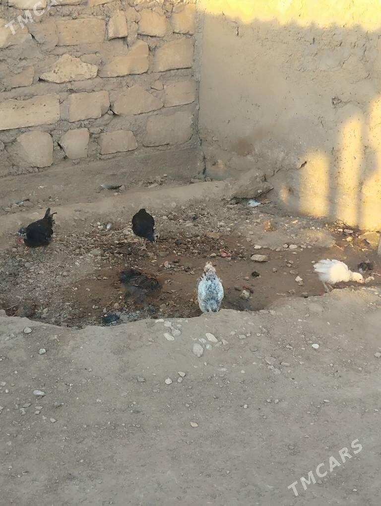 jüyjeler - Gumdag - img 3