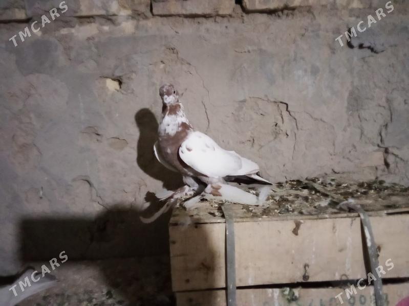 kepderi - Mary - img 4