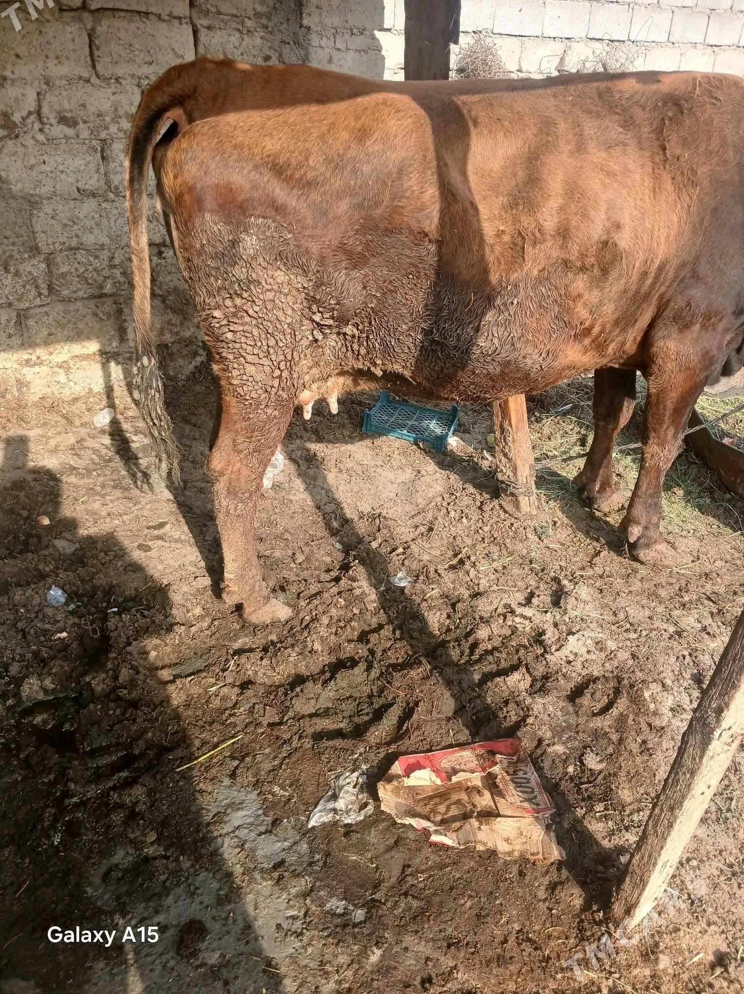 sygyr - Ýaşlyk - img 3