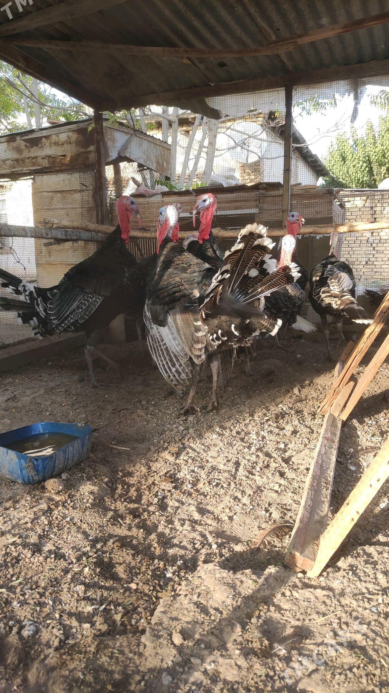 induk - Мары - img 2