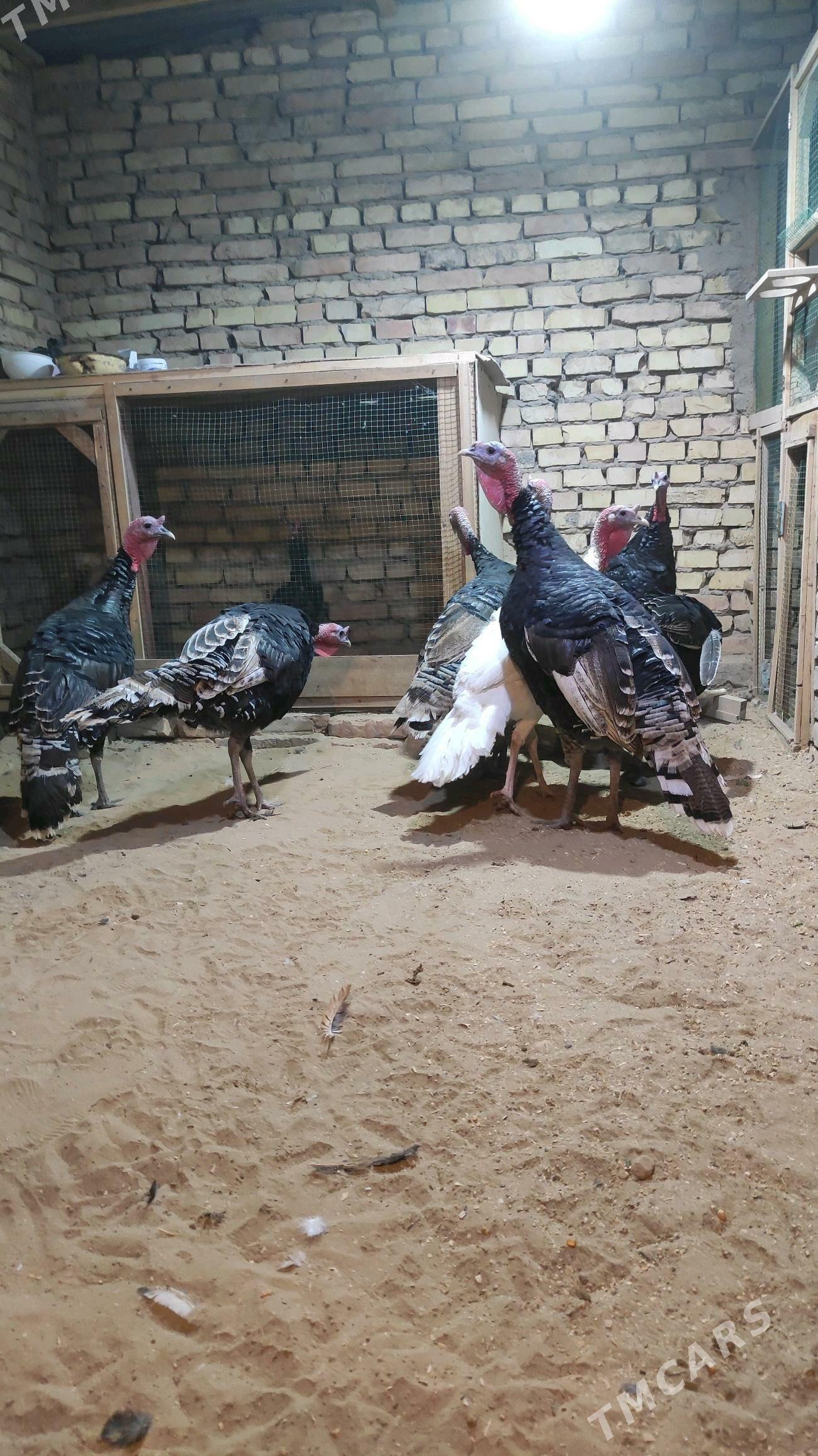 induk - Мары - img 1