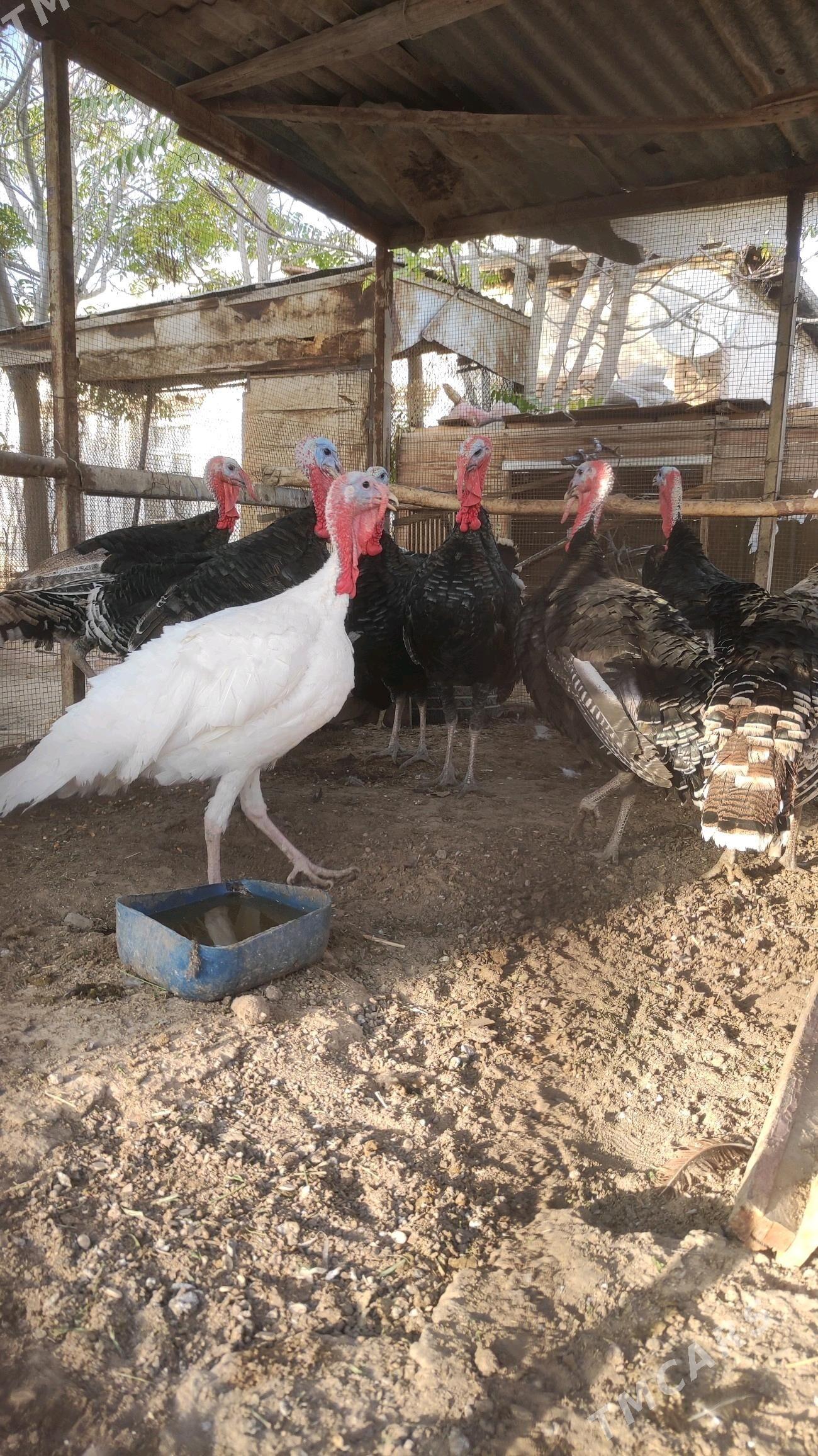 induk - Мары - img 3