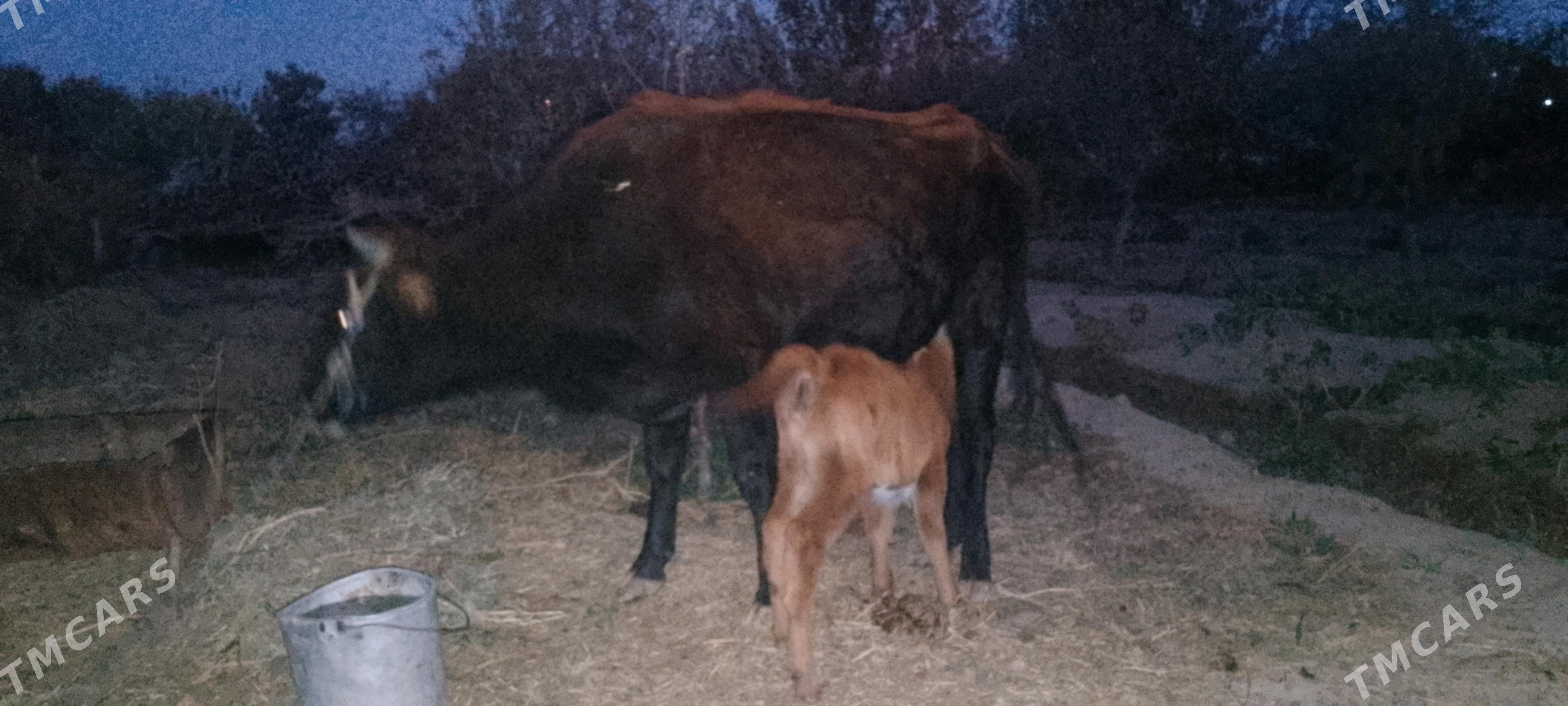 goleli sygyr - Байрамали - img 1