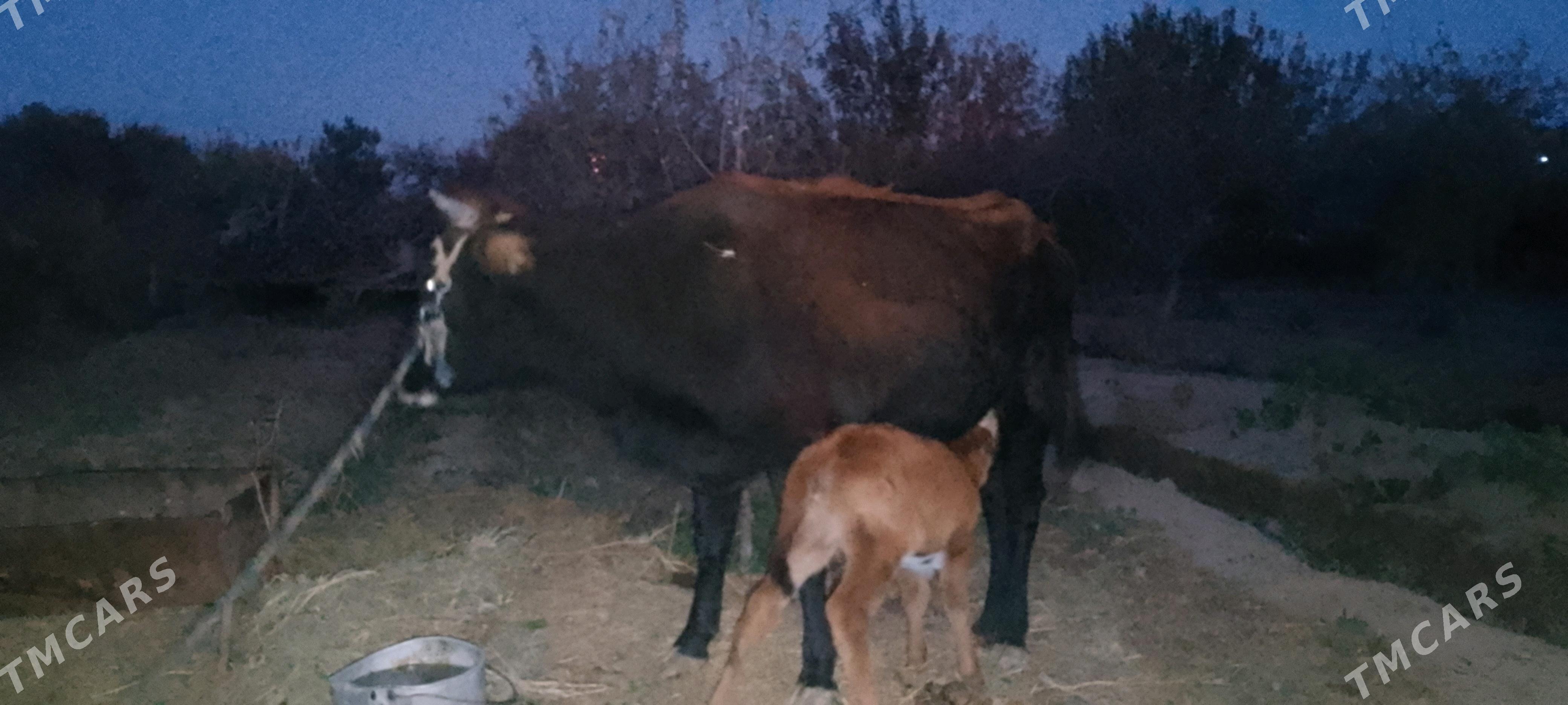 goleli sygyr - Байрамали - img 2