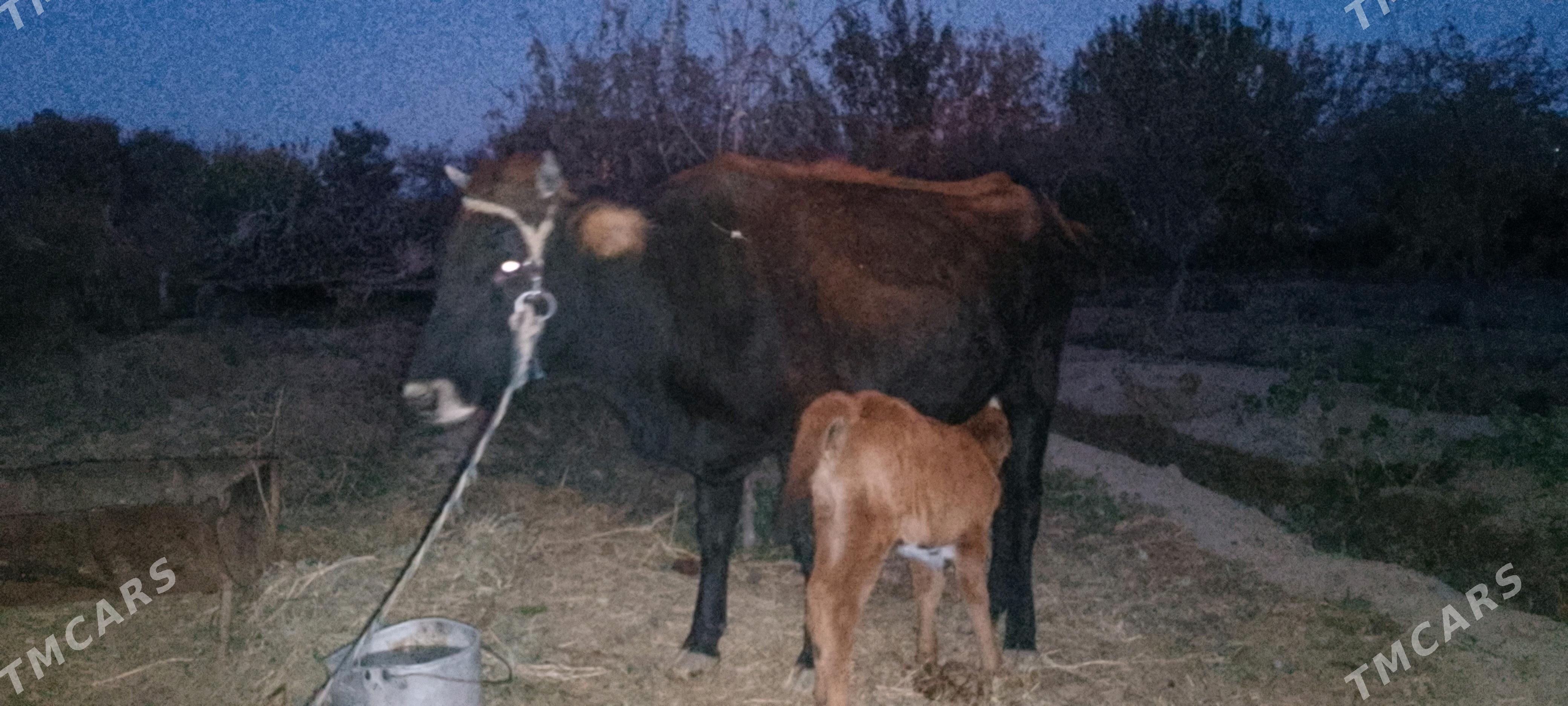 goleli sygyr - Байрамали - img 3