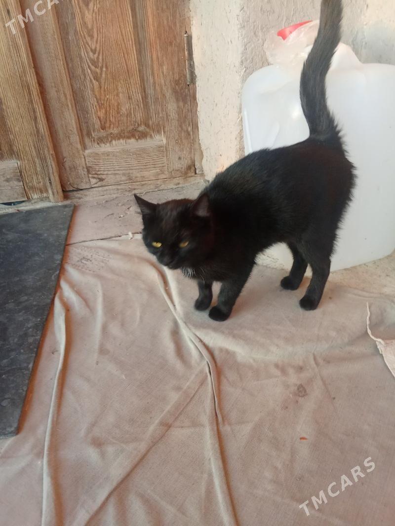 Пишик - Гороглы (Тагта) - img 2