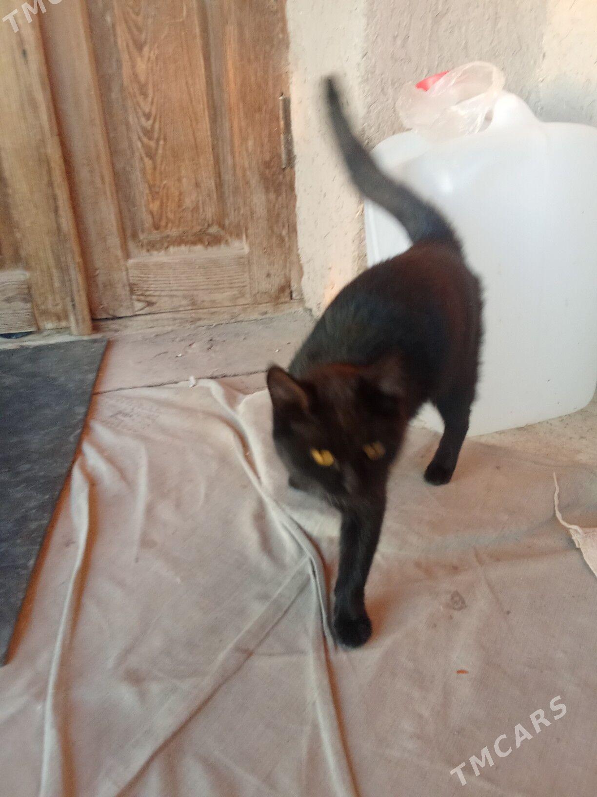 Пишик - Гороглы (Тагта) - img 1