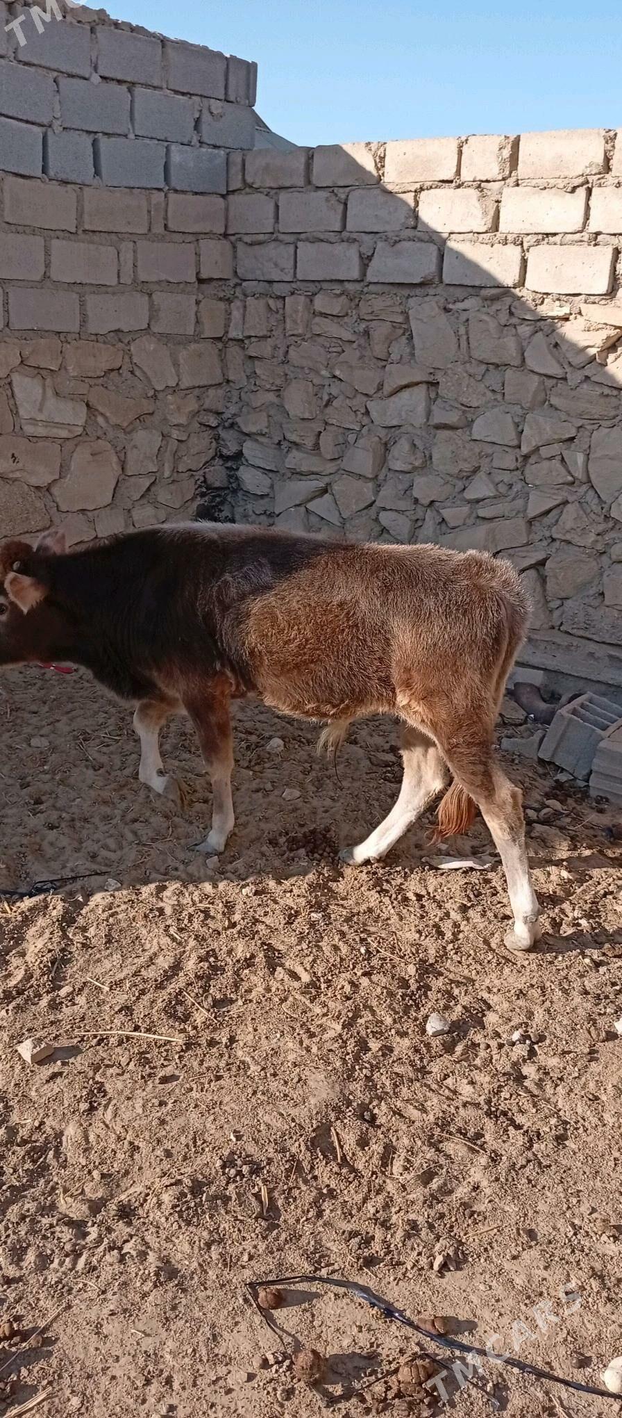 Öküz - Эсенгулы - img 2