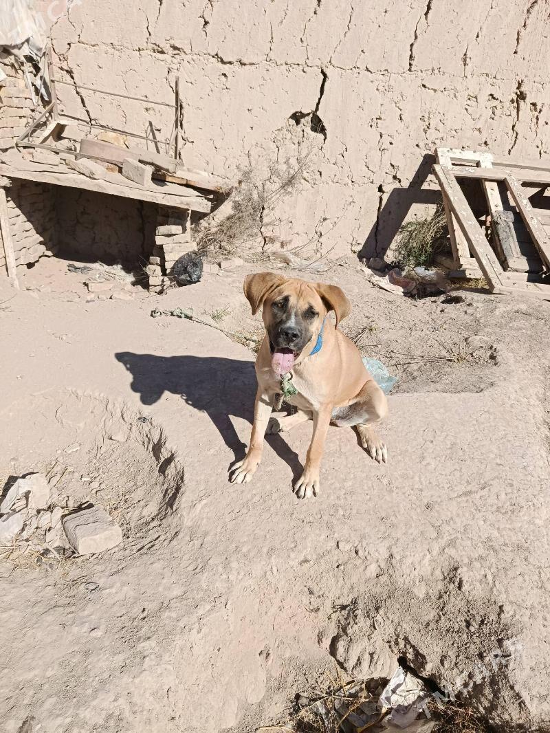 Basik - Дашогуз - img 3