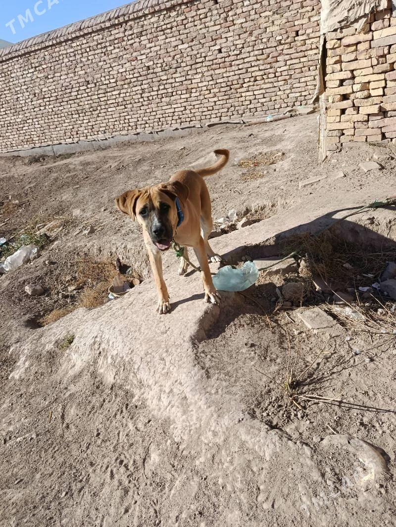 Basik - Дашогуз - img 1