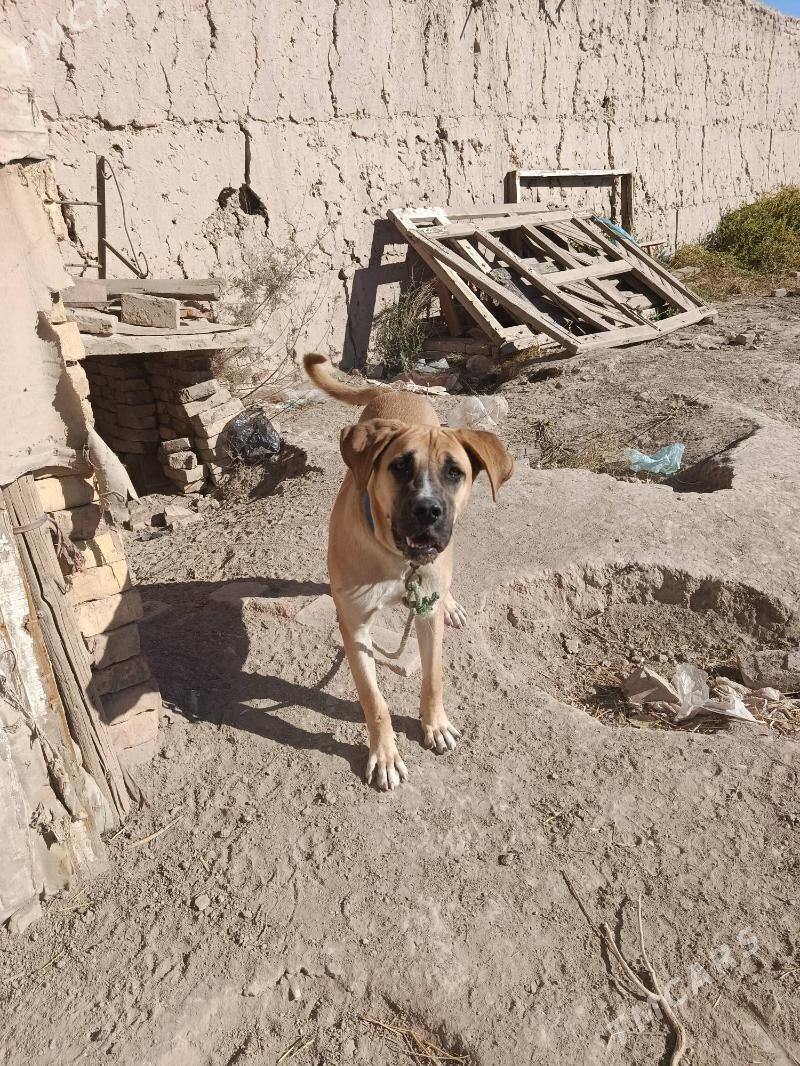 Basik - Дашогуз - img 2