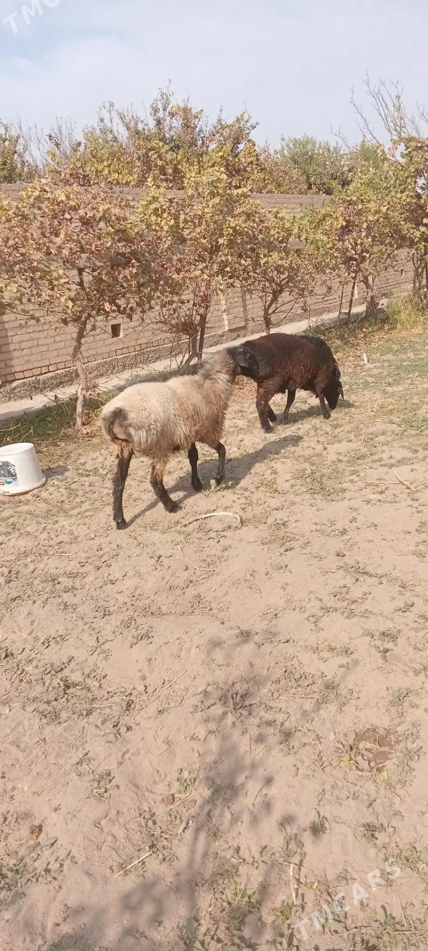 goyun - Чарджоу - img 2