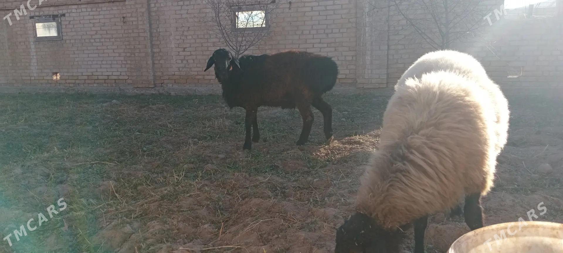 goyun - Чарджоу - img 4