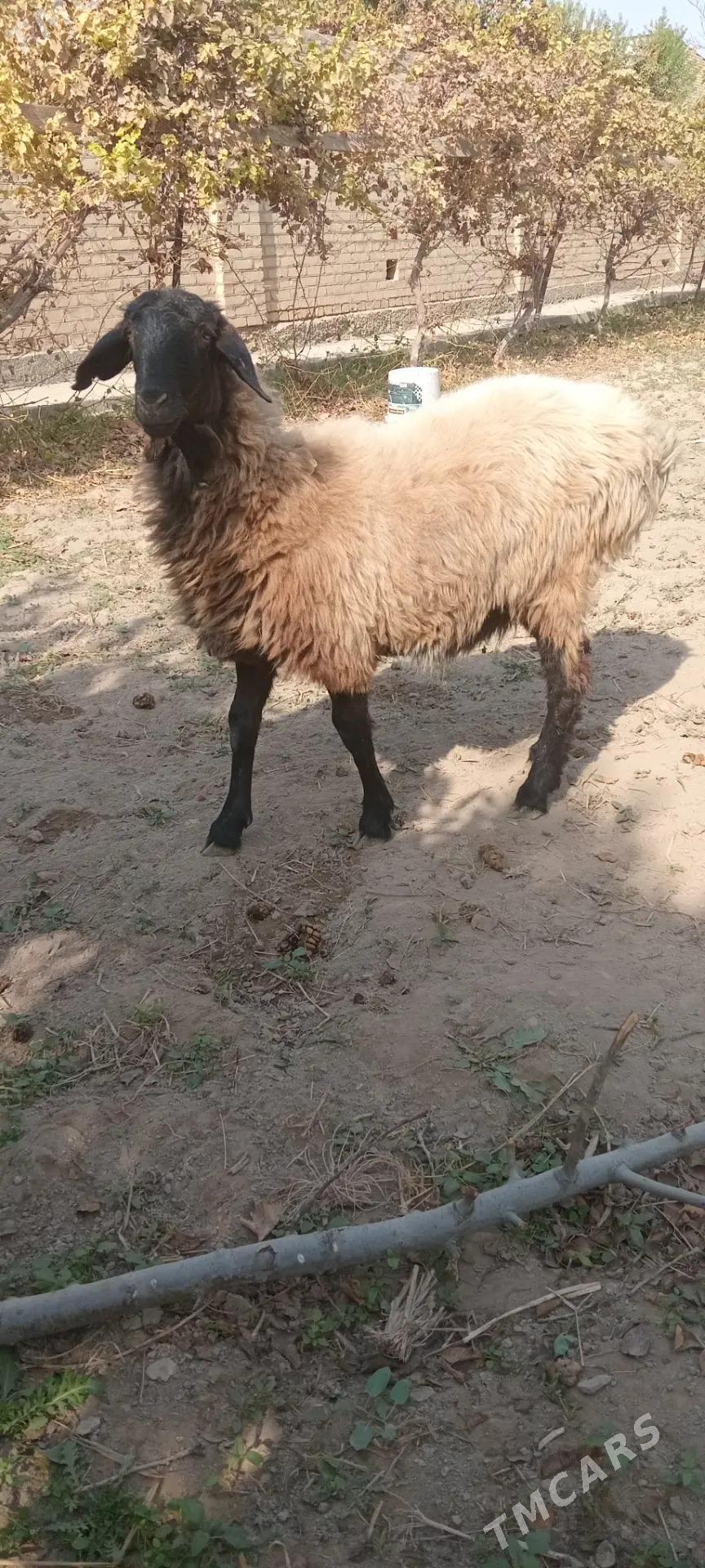 goyun - Чарджоу - img 3