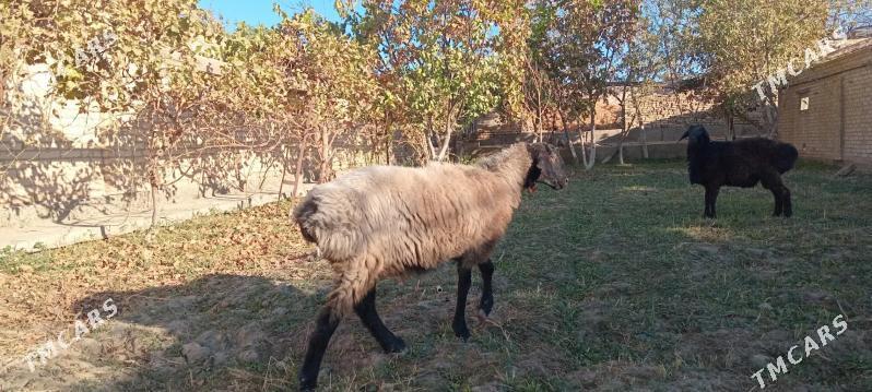 goyun - Чарджоу - img 5