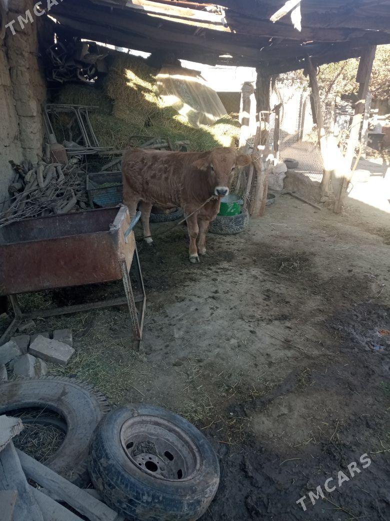 okuz - Ak bugdaý etraby - img 1