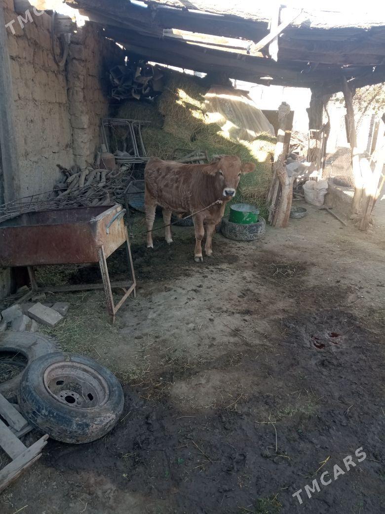 okuz - Ak bugdaý etraby - img 3