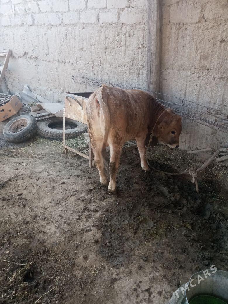 okuz - Ak bugdaý etraby - img 2