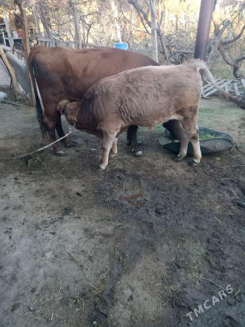 okuz - Ak bugdaý etraby - img 4