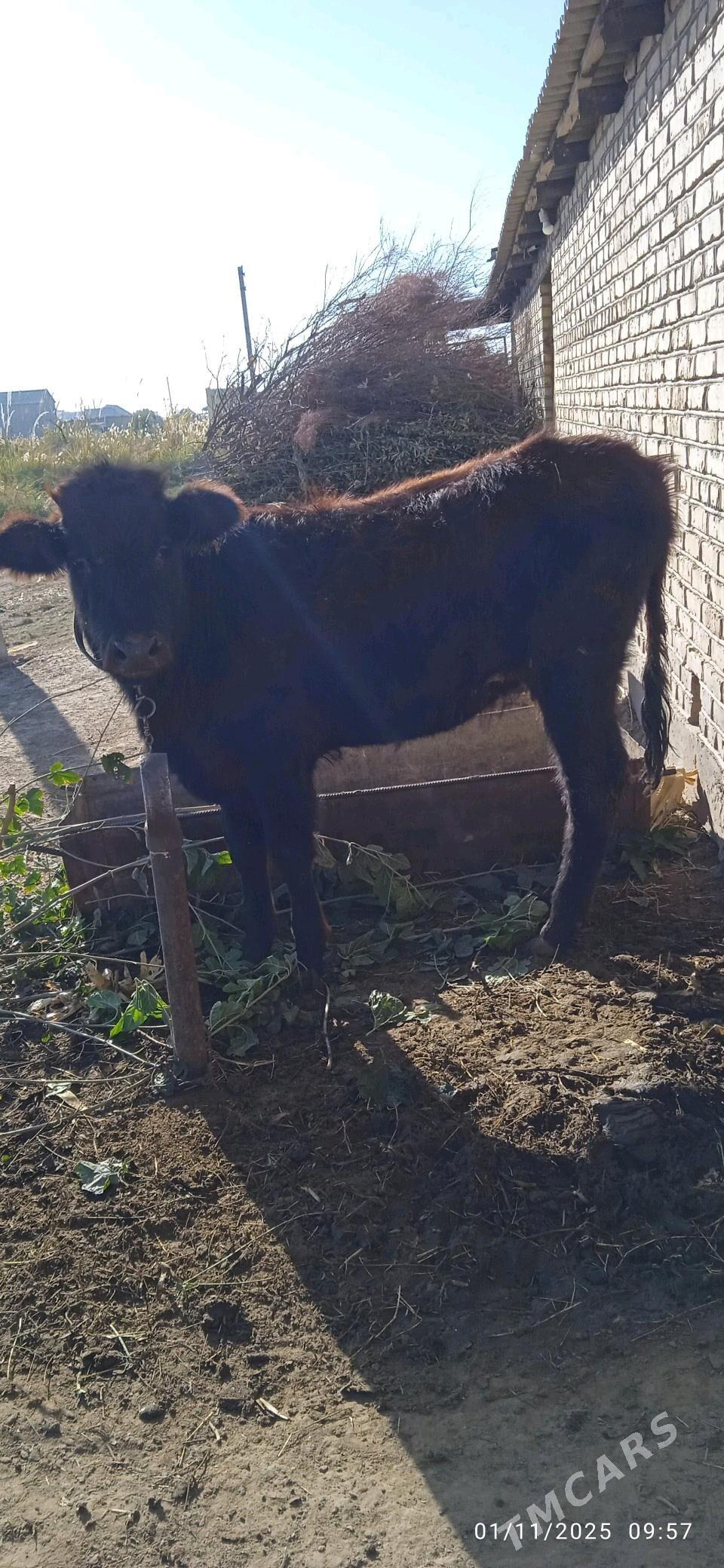 gulajyn gole - Сакарчага - img 3