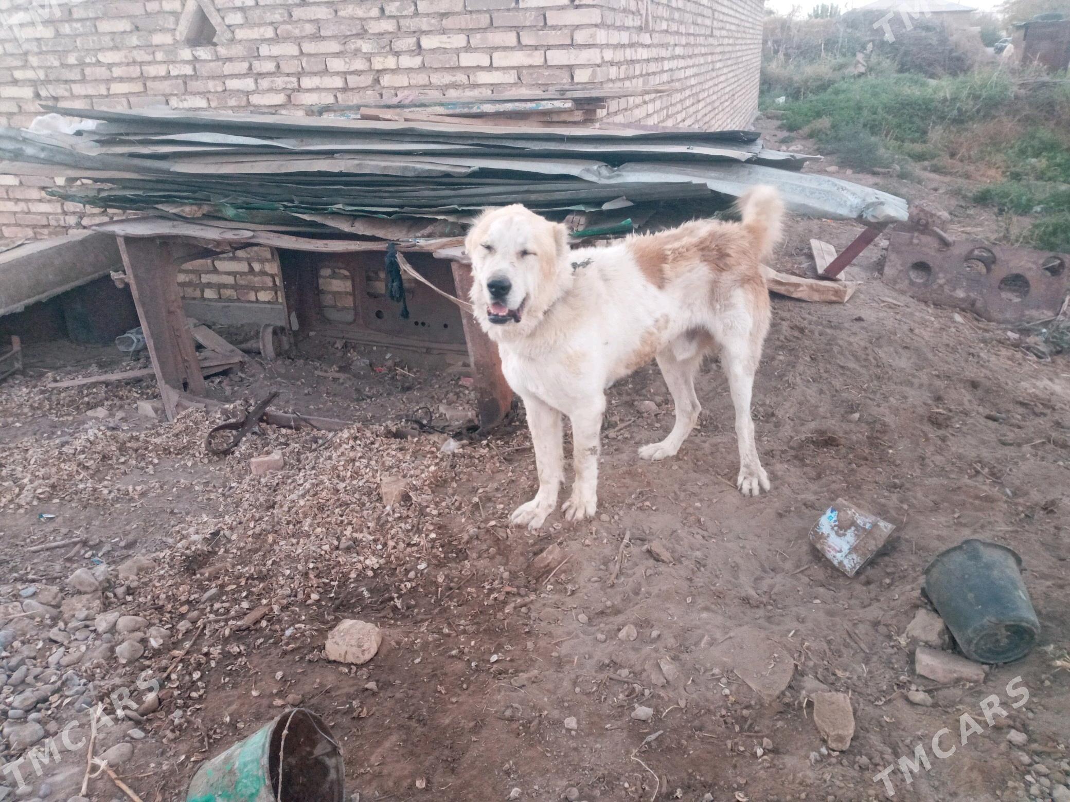 Güjik. - Бабадайхан - img 1