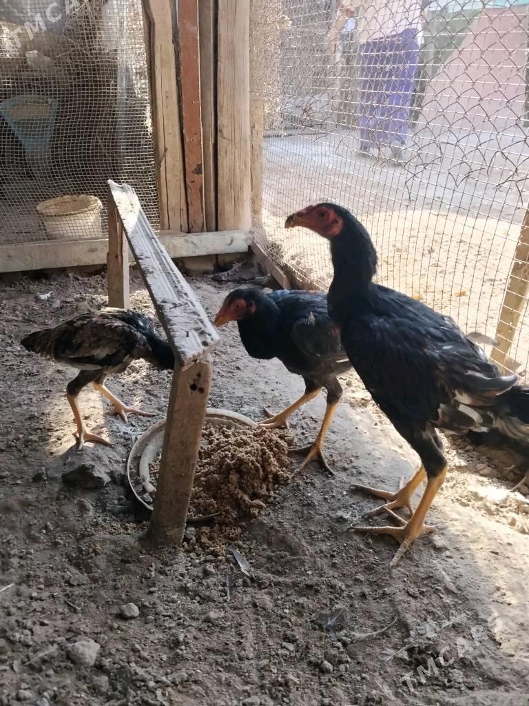 Баец жуйже - Чарджоу - img 4