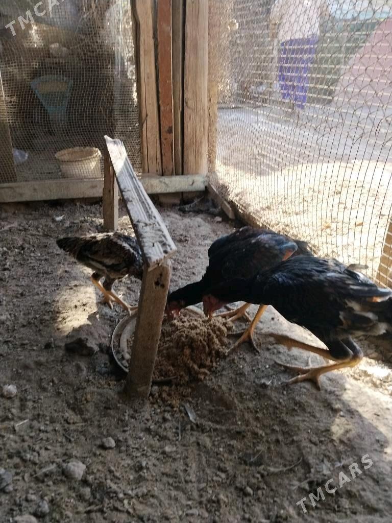 Баец жуйже - Чарджоу - img 3