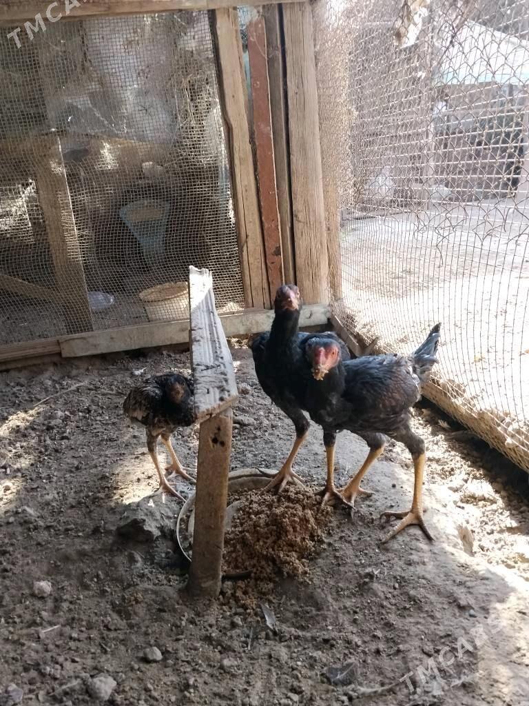 Баец жуйже - Чарджоу - img 1