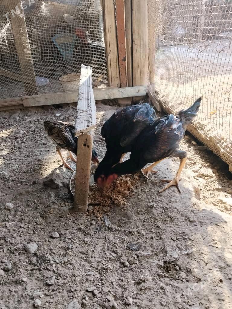 Баец жуйже - Чарджоу - img 2