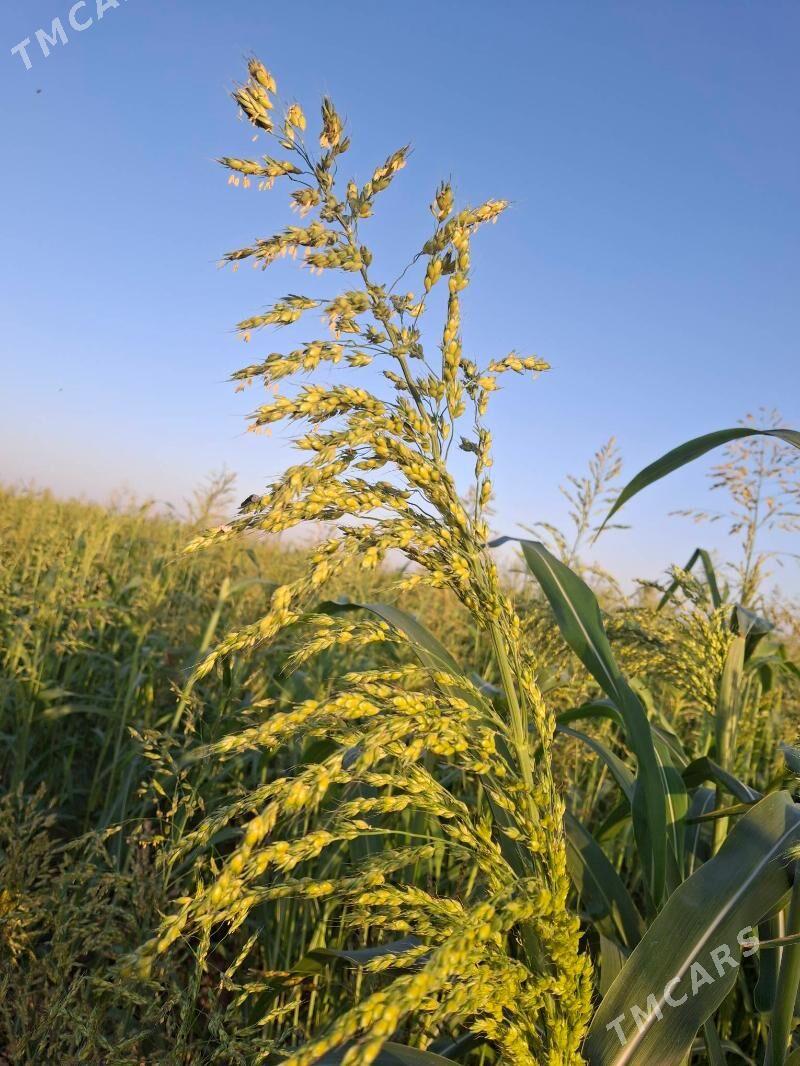 gara jowen - Kerki - img 3