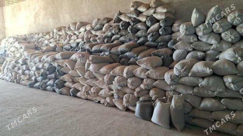 gara jowen - Kerki - img 2