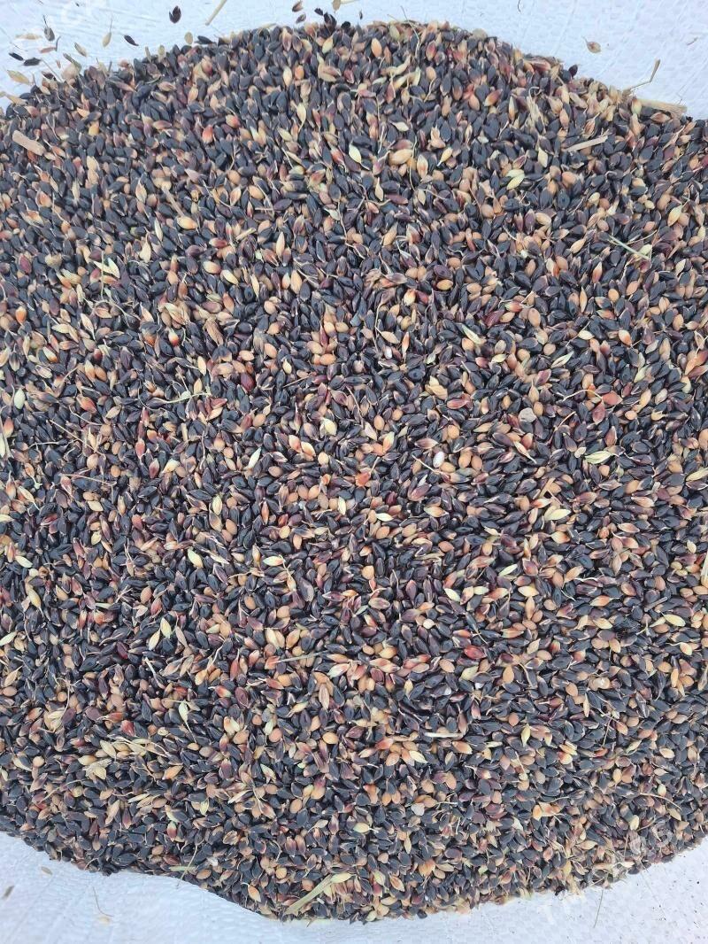 gara jowen - Kerki - img 1