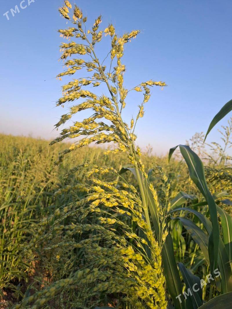 gara jowen - Kerki - img 4