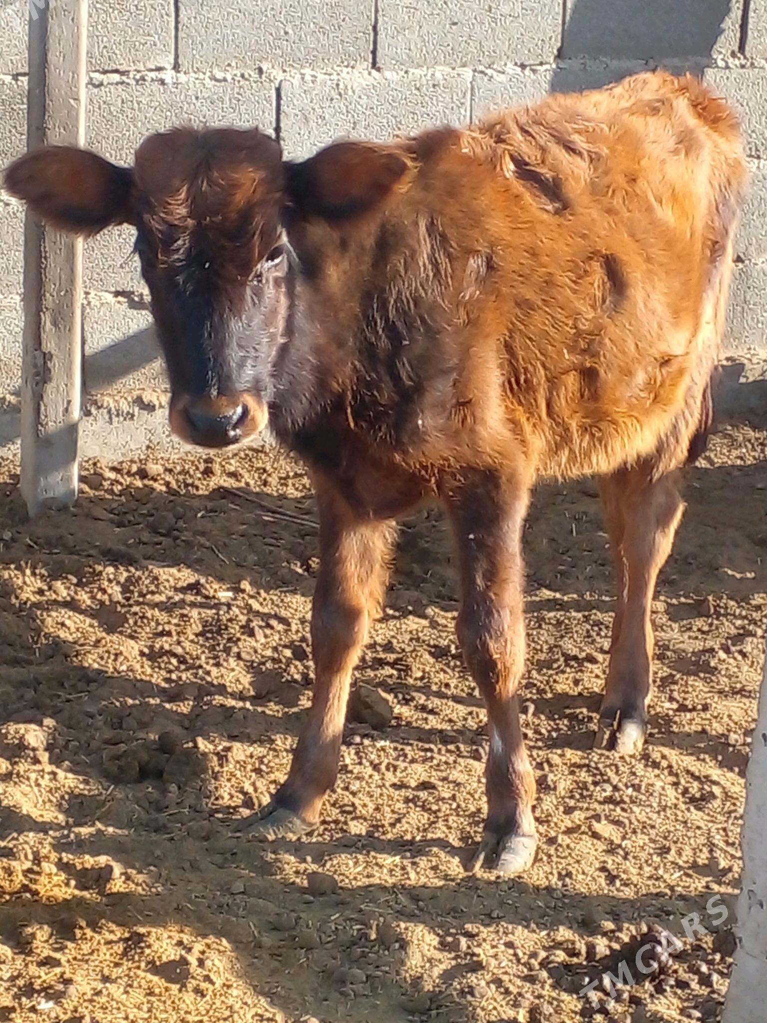 tuwe - Bäherden - img 3