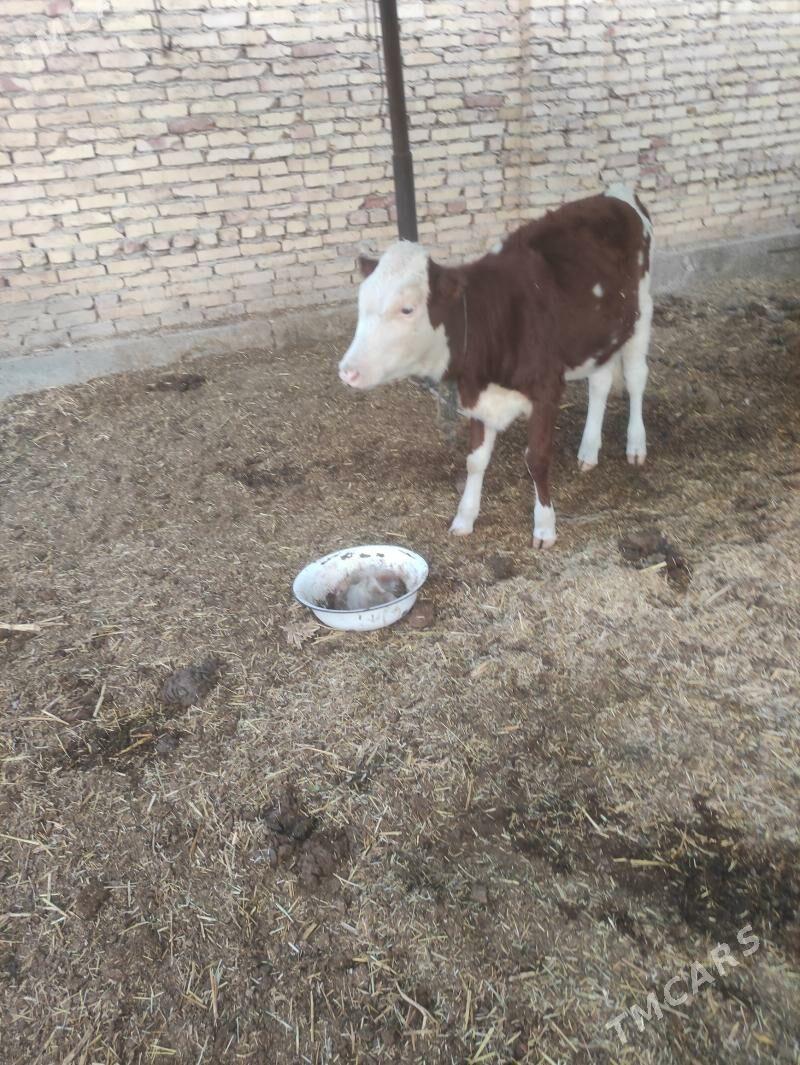 симентал хожек - Farap - img 2