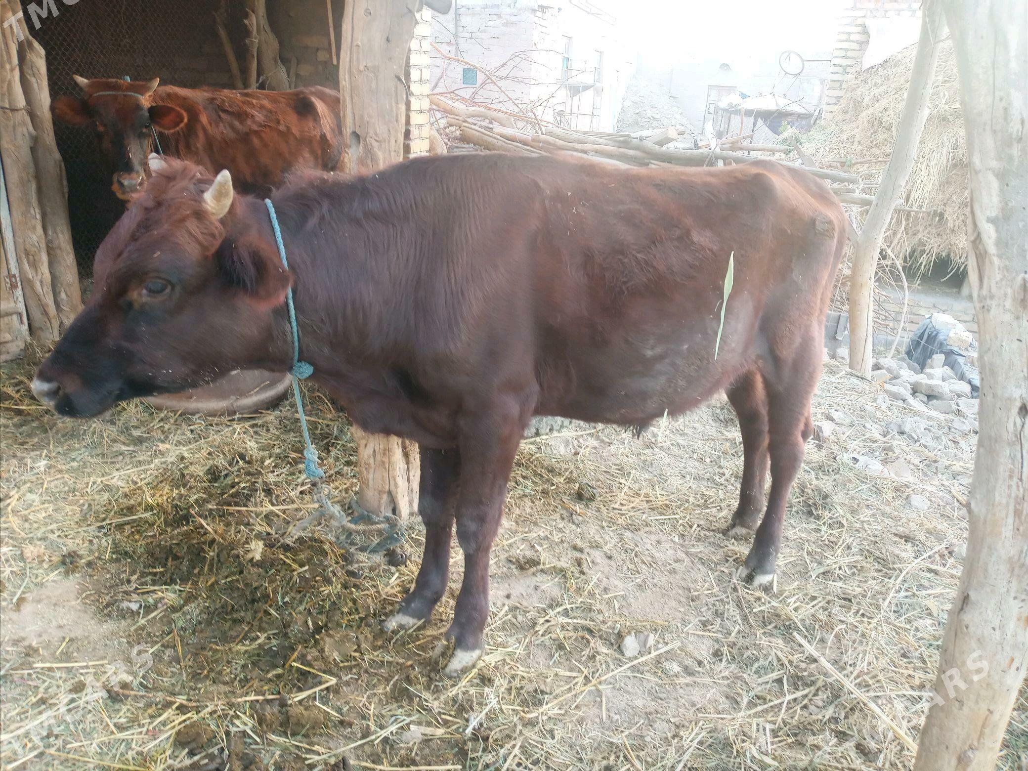 Okuzce - Сейди - img 2