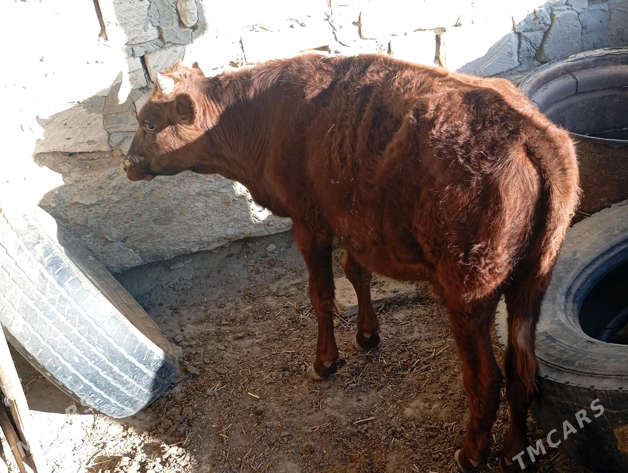 öküz imde duran - Bereket - img 3