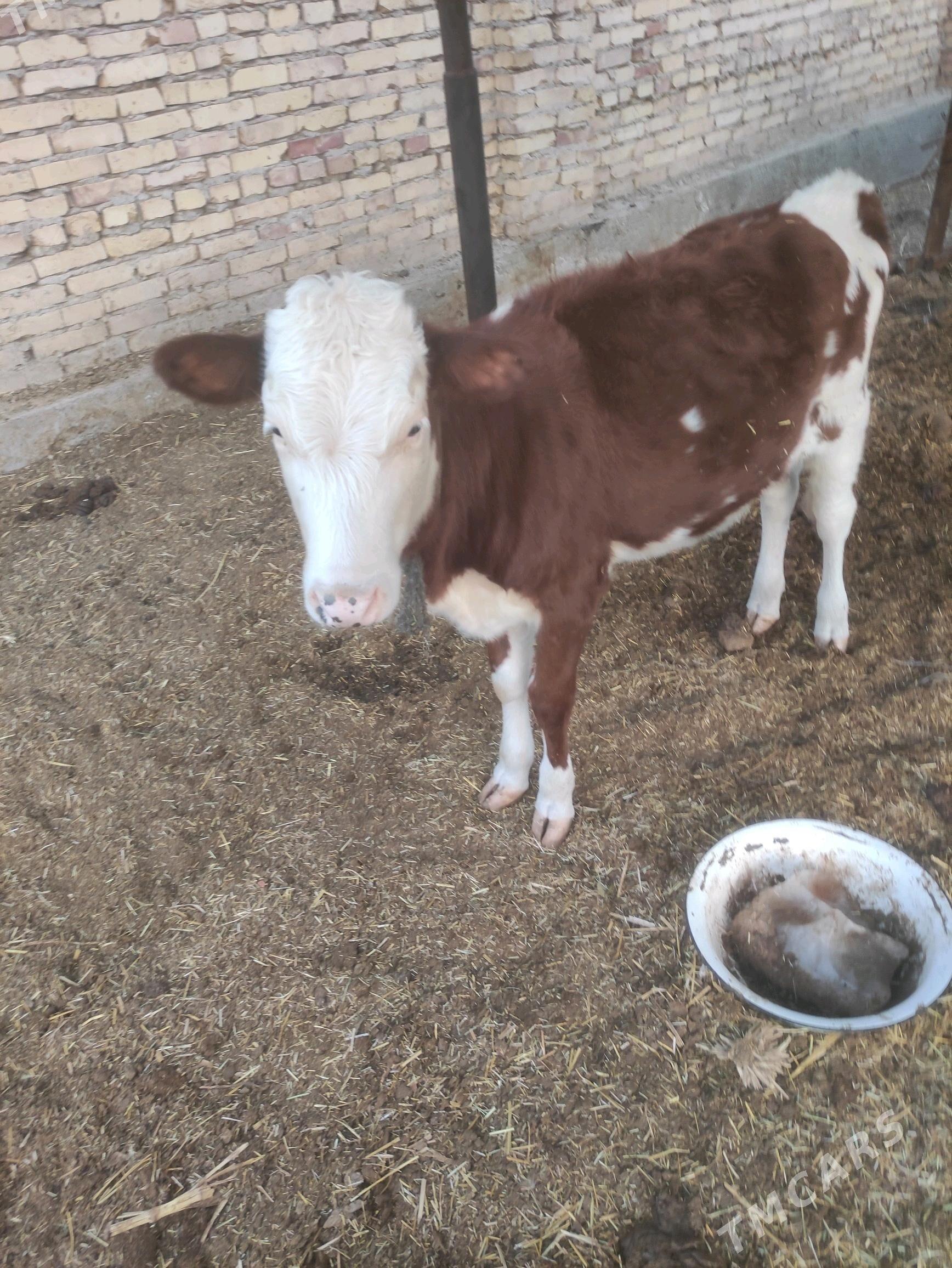 симентал хожек - Farap - img 1