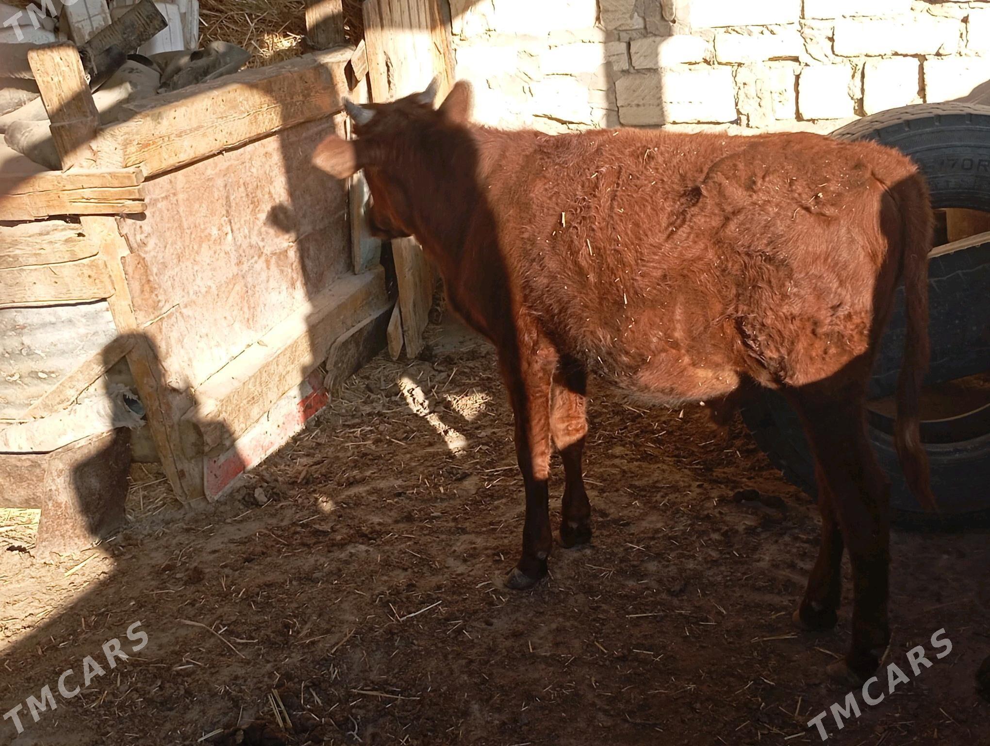 öküz imde duran - Bereket - img 2