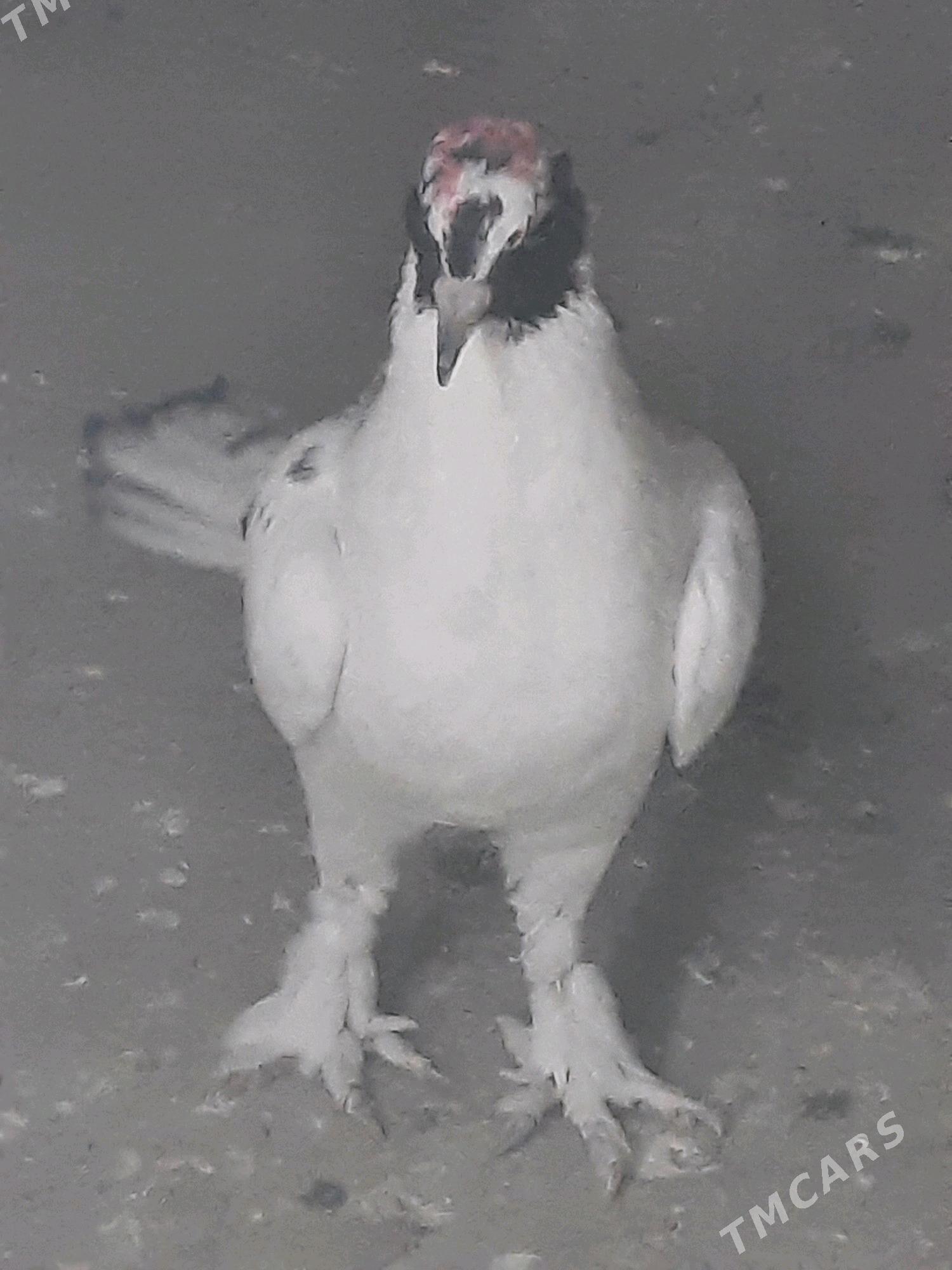 кептери - Дашогуз - img 1