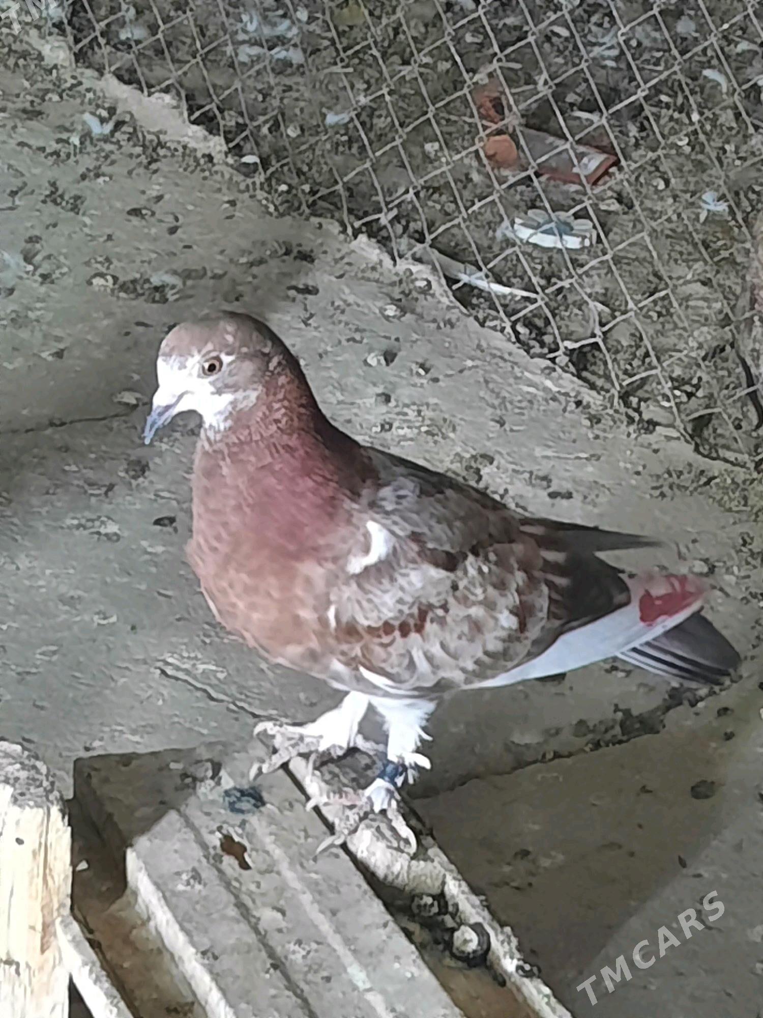 кептери - Дашогуз - img 4