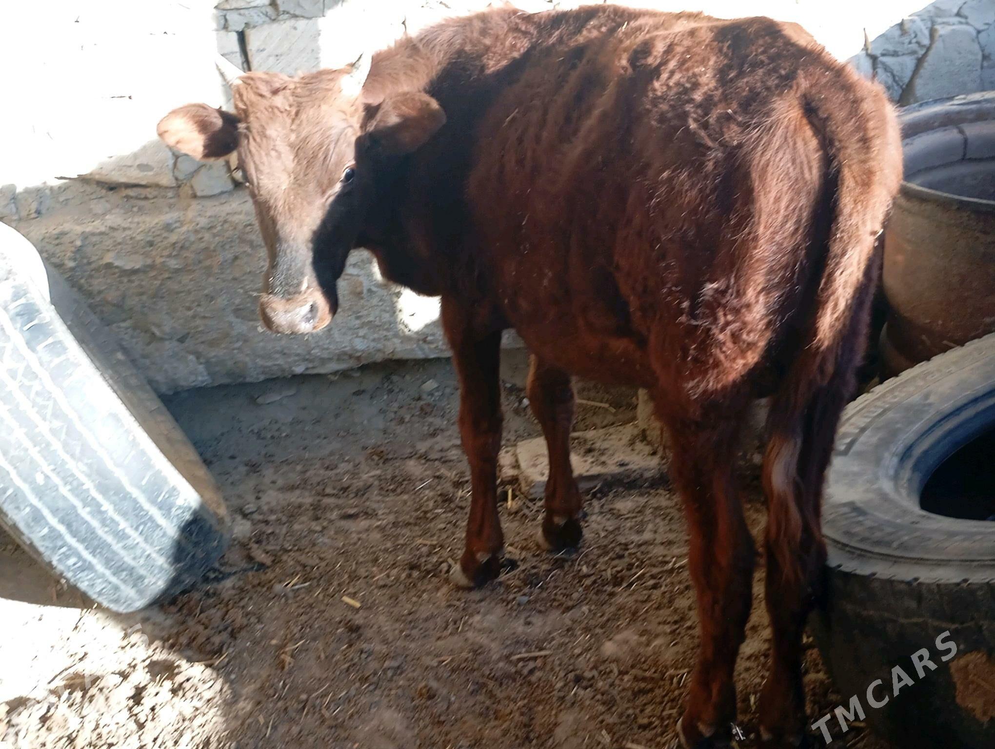 öküz imde duran - Bereket - img 4