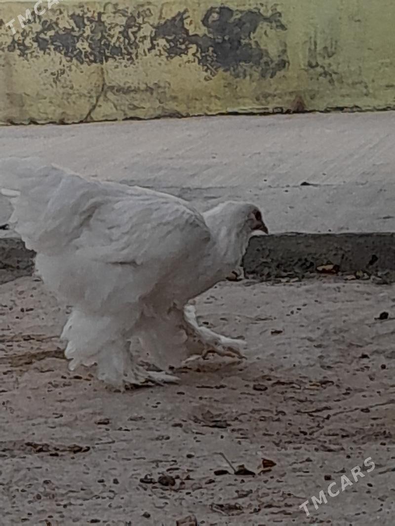 Lawanta Sikitka - Aşgabat - img 3