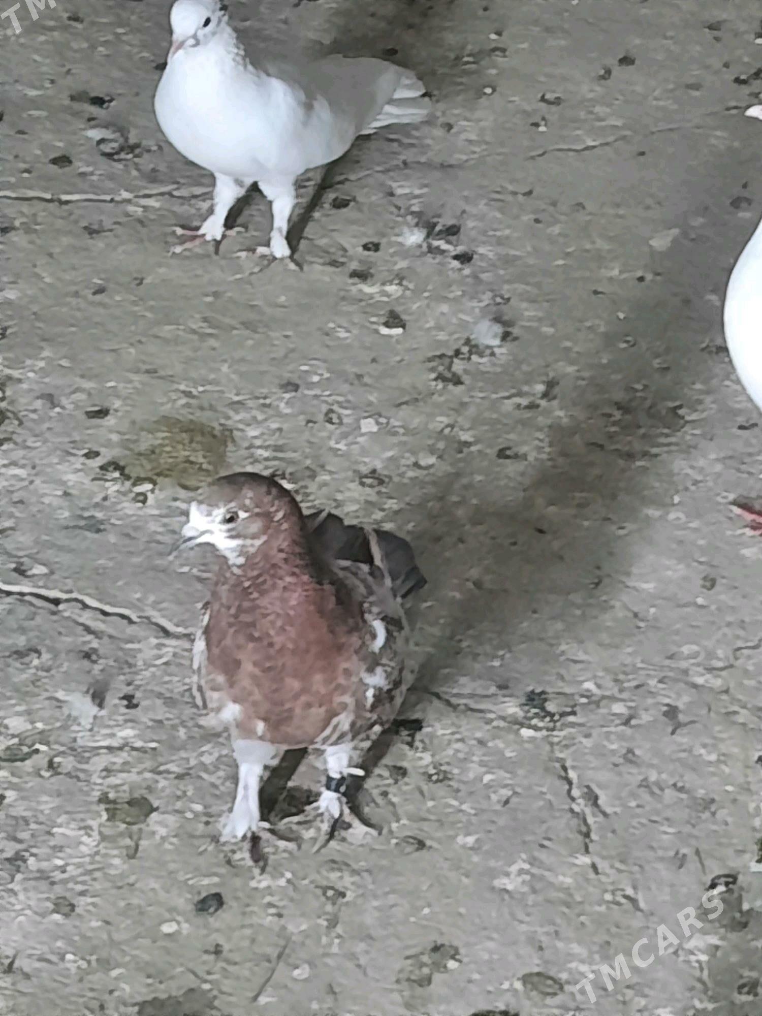 кептери - Дашогуз - img 3