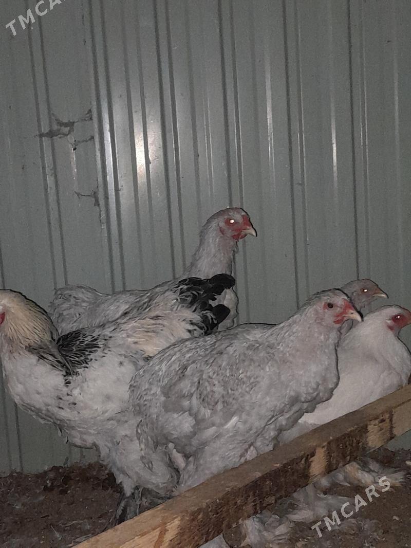 Lawanta Sikitka - Aşgabat - img 2