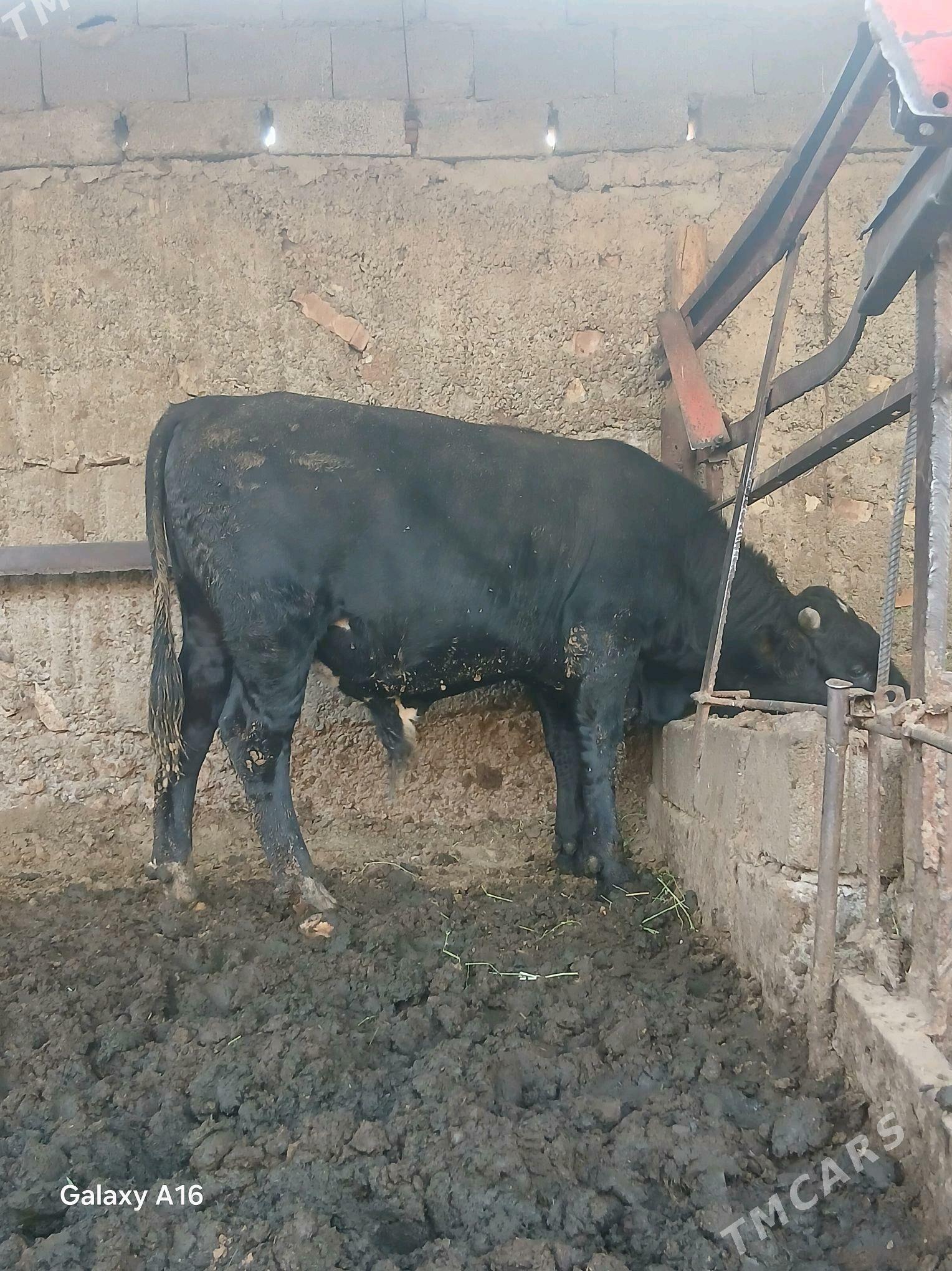 okuz - Aşgabat - img 2