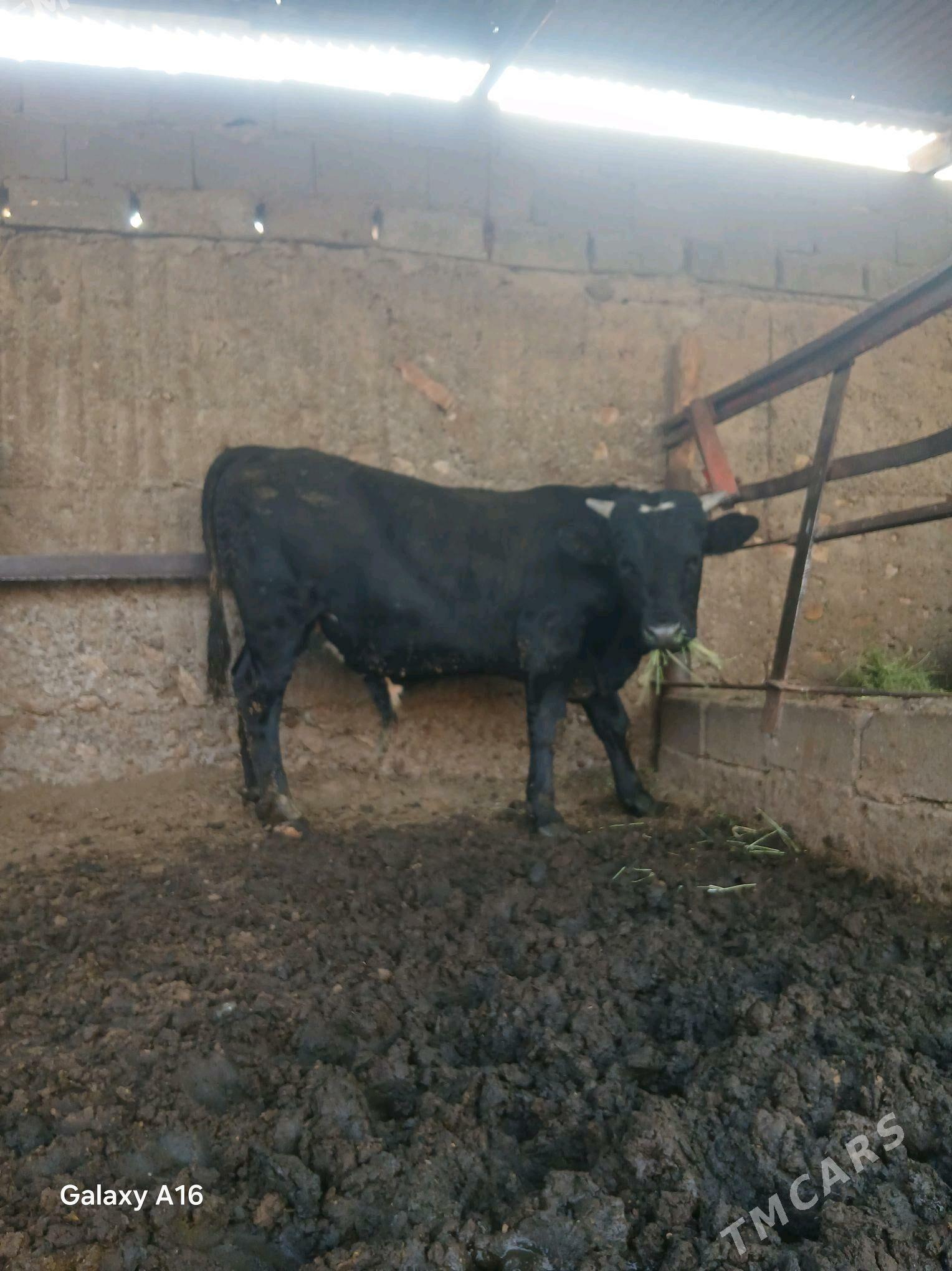 okuz - Aşgabat - img 1